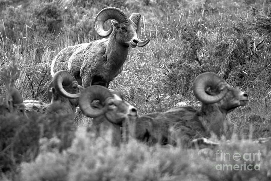 Master Of The Flock Black And White Photograph by Adam Jewell