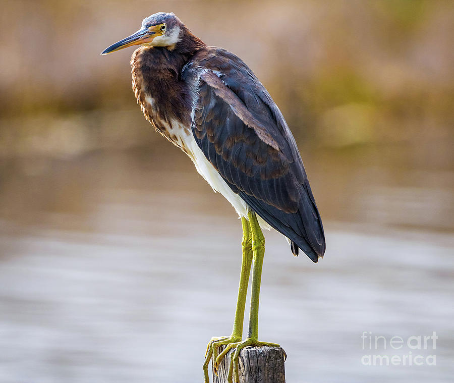 Nature Photograph - Master Of The Post - Egretta Tricolor by DB Hayes