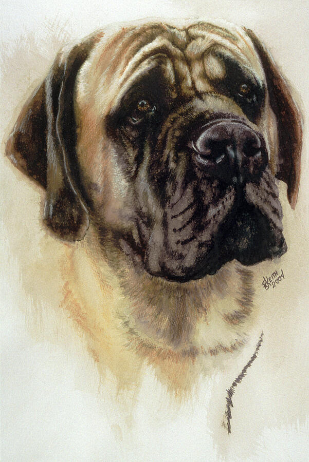 Mastiff in Watercolor Painting by Barbara Keith