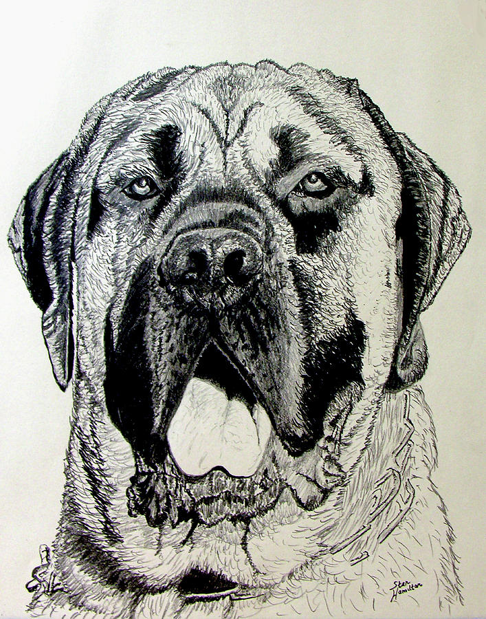 Mastiff Drawing by Stan Hamilton Fine Art America