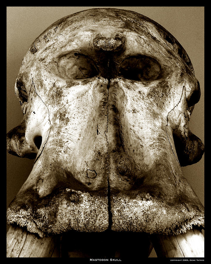 Mastodon Skull Photograph by Gene Tatroe