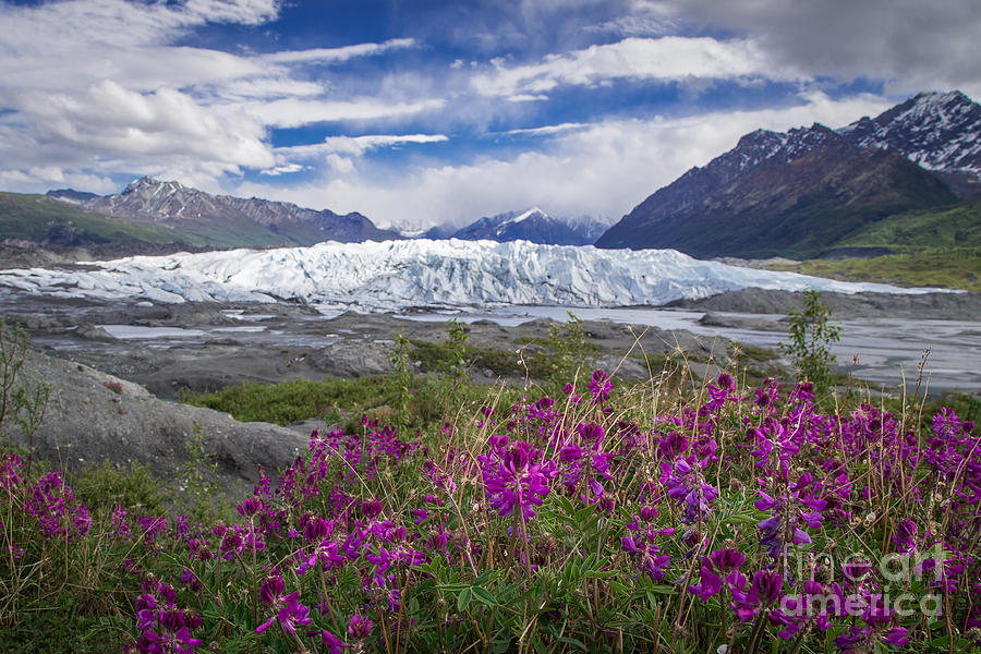 Flower Photograph - Matanuska Glacier and Flowers by Elizabeth Ann