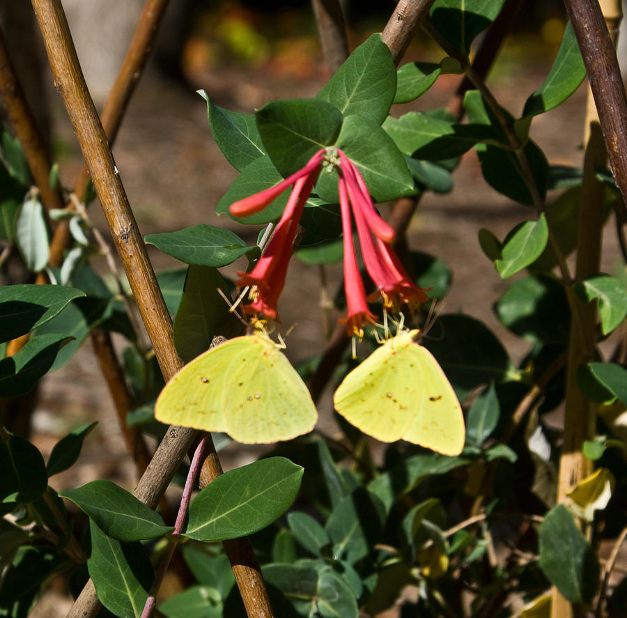 Butterfly Photograph - Matched pair of sulfur butterflies by Douglas Barnett