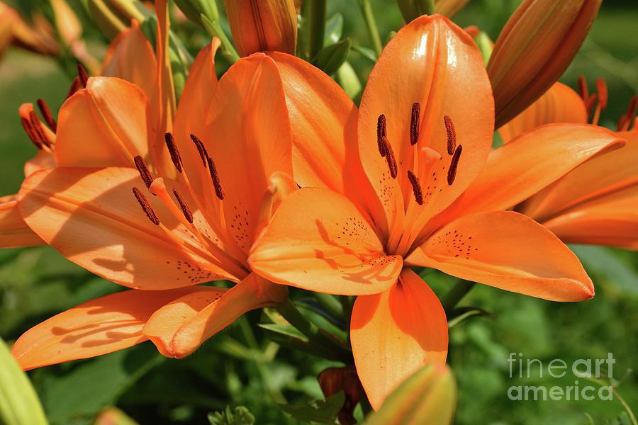 Matching Pair Of Oriental Lilies Photograph