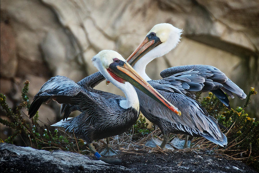 Nature Photograph - Mates, California Brown Pelicans by Zayne Diamond Photographic Nature Photograph - Mates, California Brown Pelicans by Zayne Diamond Photographic