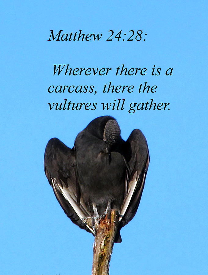 Mathew 24-28 Vulture Photograph By Christopher Mercer - Fine Art America