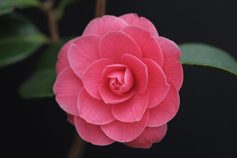 Mathotiana Supreme Camellia Photograph by Tammy Pool
