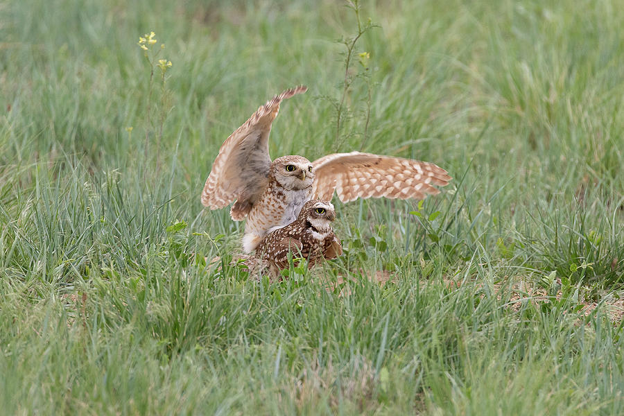 Mating Burrowing Owls Photograph by Tony Hake