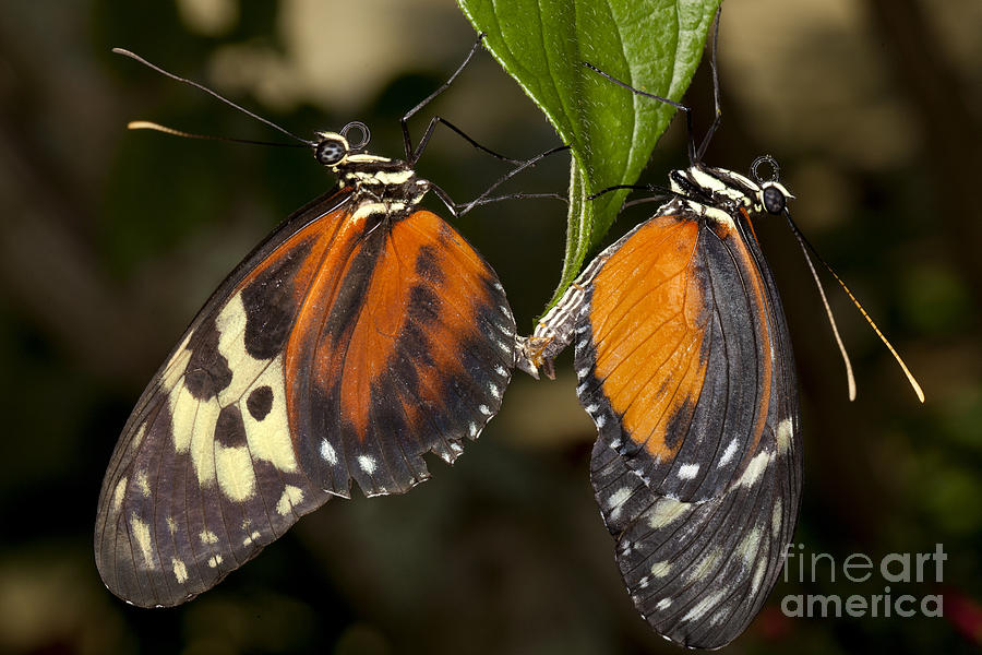 Mating Butterflies Photograph by Anthony Totah