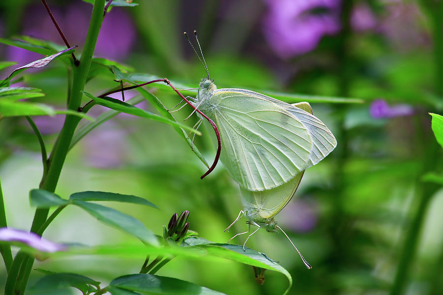Mating Butterflies Photograph by Jill Lang