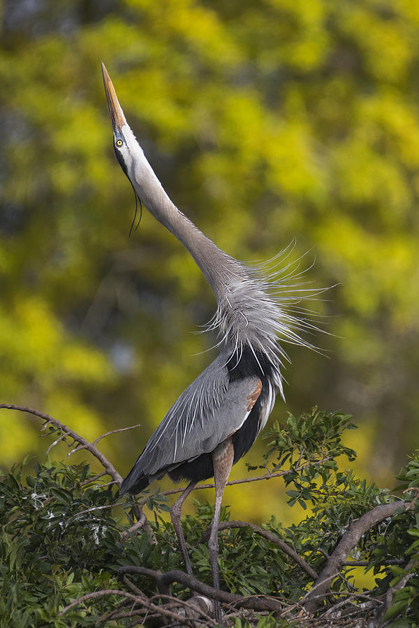 Bird Photograph - Mating Call by Richard Sandford
