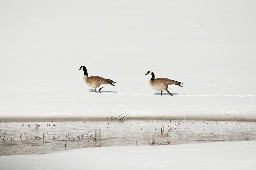 Mating Canadian Geese Photograph by Daniel Hebard