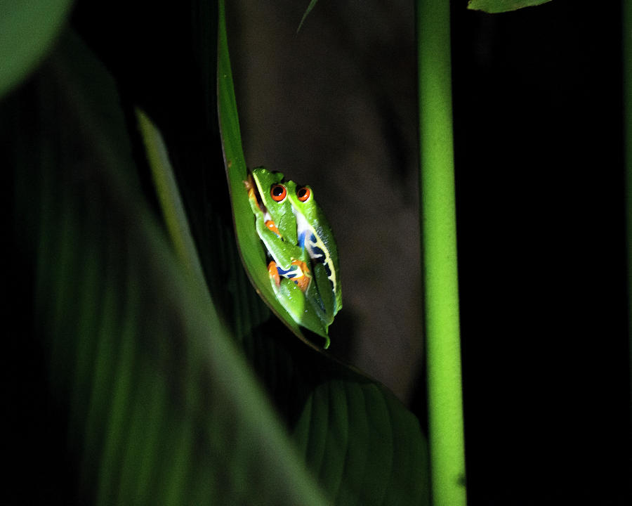 Mating Frogs Photograph