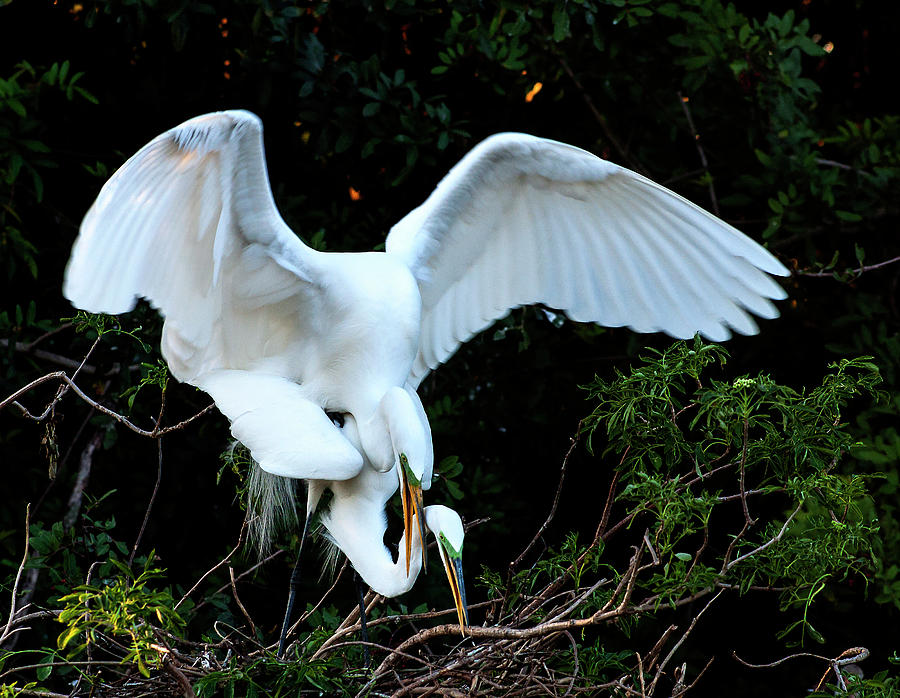 Egret Photograph - Mating Great White Egrets by Norman Johnson