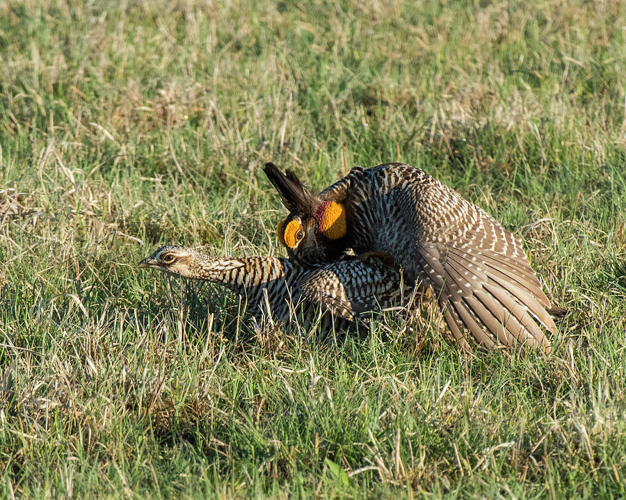 Mating Greater Prairie Chickens Photograph by David Drew