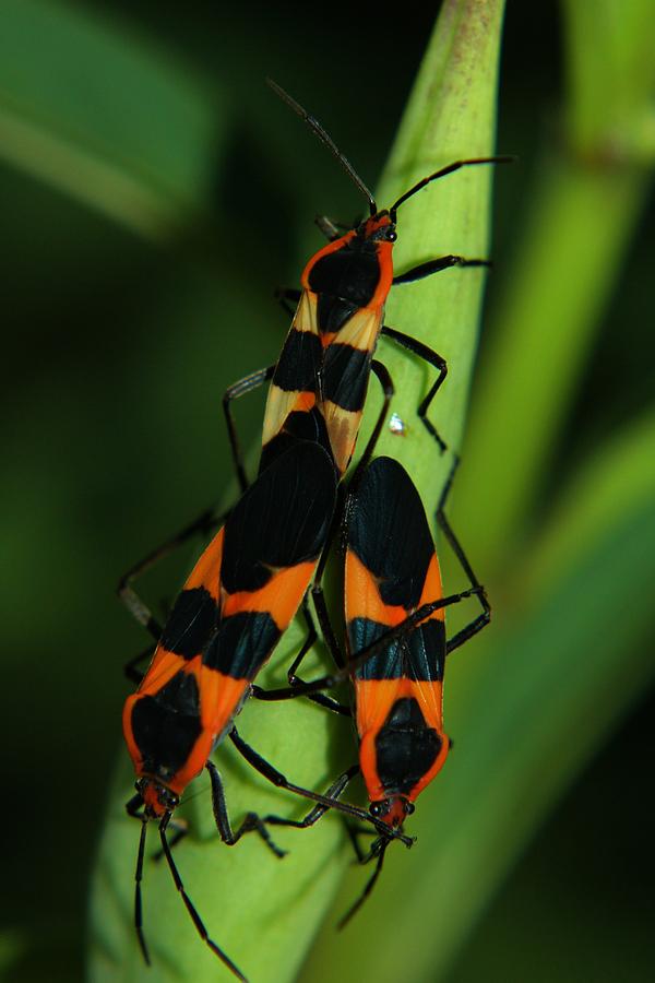 Mating Milkweed Bugs Photograph by April Wietrecki Green - Fine Art America