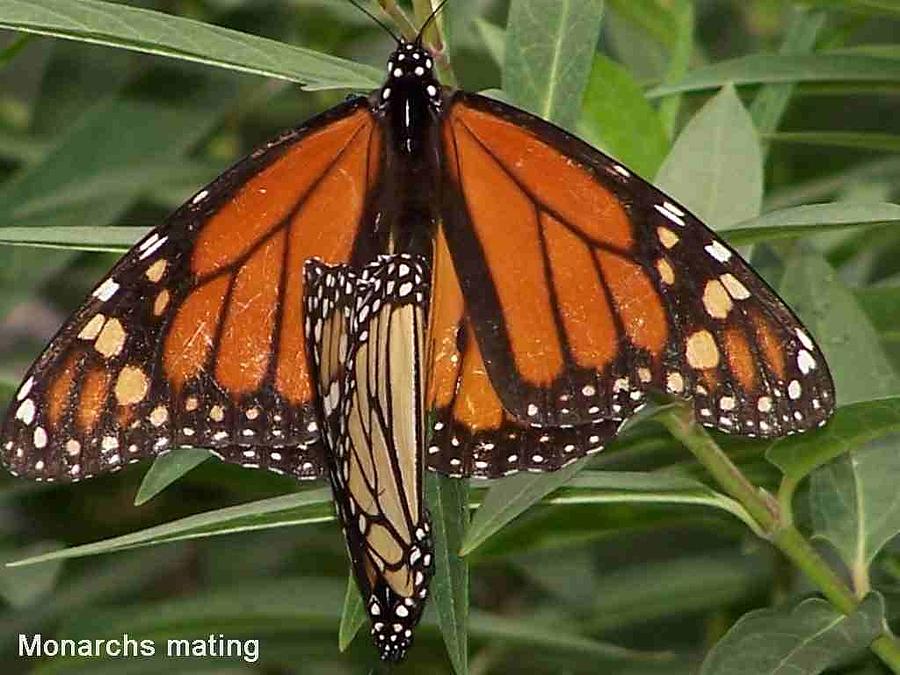 Mating Monarchs Photograph by Sandy Collier