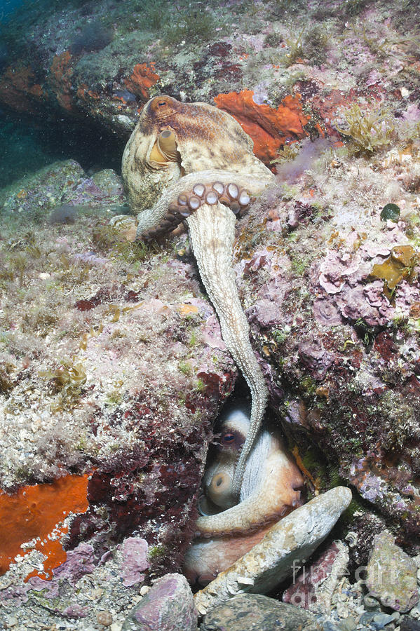 Mating Octopus Pair Photograph by Reinhard Dirscherl
