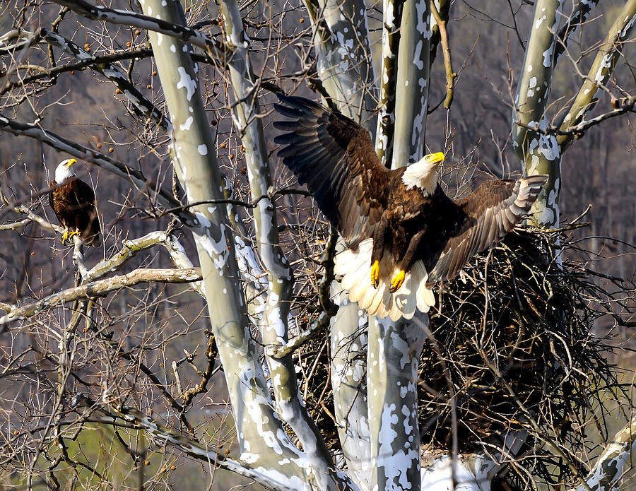 Mating Pair at nest Photograph by Randall Branham