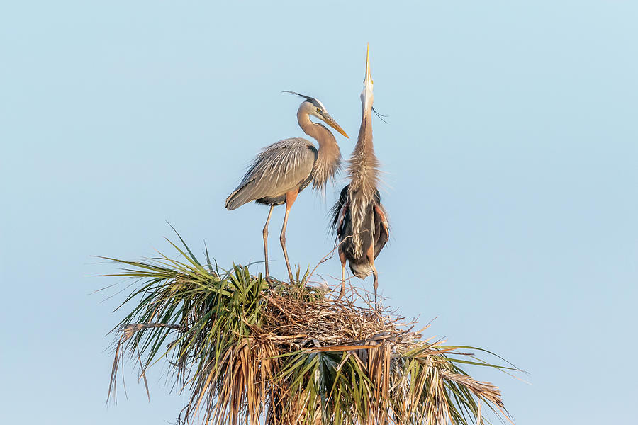 Mating pair of Great Blue Herons on Nesting Palm Tree Photograph by ...