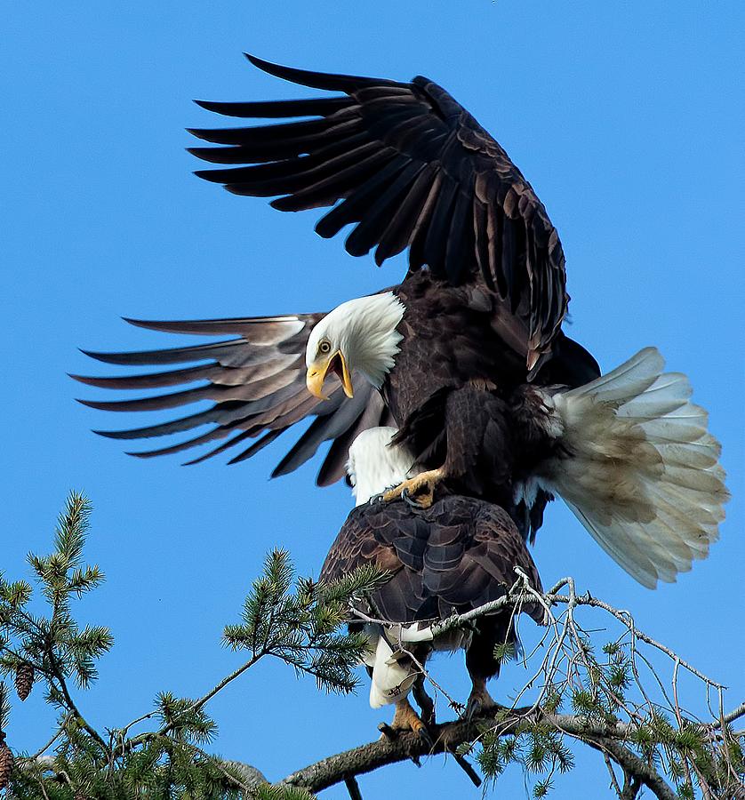 Mating Ritual Photograph by Sheldon Bilsker - Fine Art America