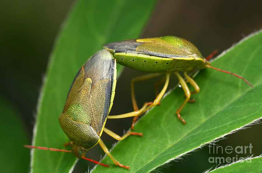 Mating Shieldbugs Photograph by Matthias Lenke