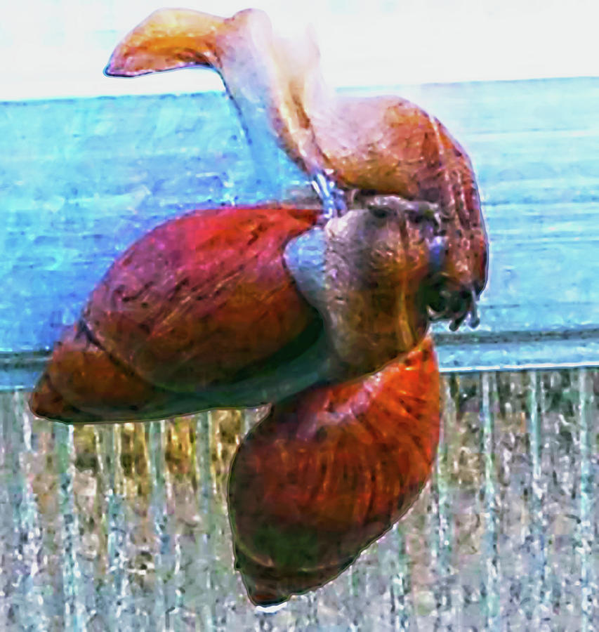 Mating Snails Photograph by Gina OBrien