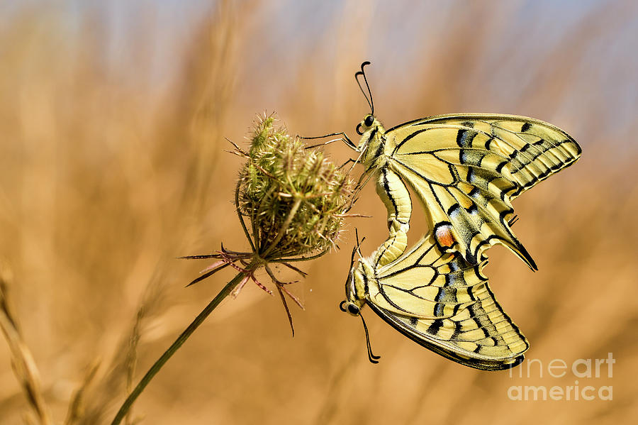 mating swallowtail Papilio alexanor Photograph by Alon Meir