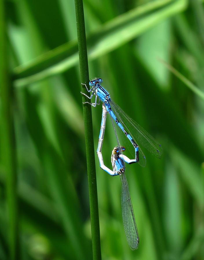 Mating Wheel Photograph by Leah Grunzke - Pixels