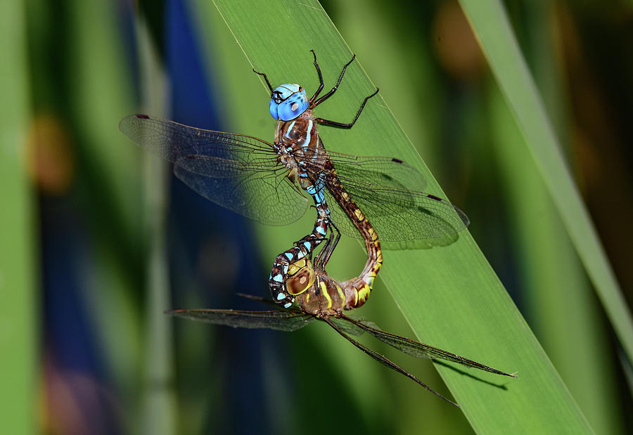 Mating Wheel  Photograph by Rick Mosher