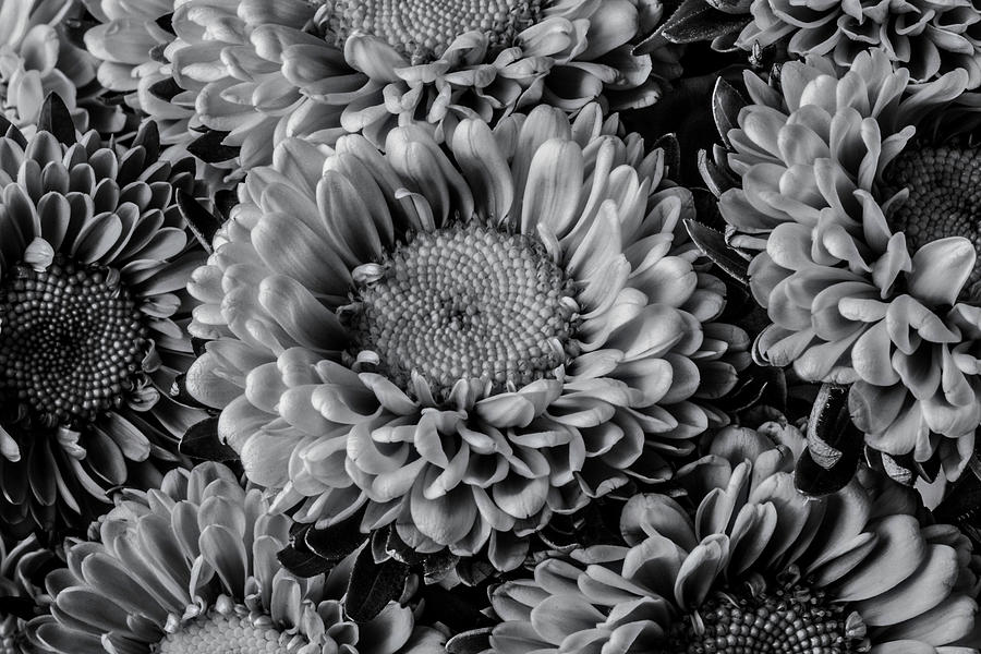 Matsumoto Flowers In Black And White Photograph by Garry Gay