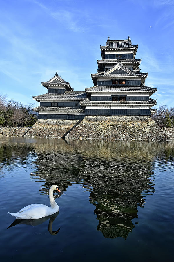 Matsumoto Swan Photograph by Kuni Photography