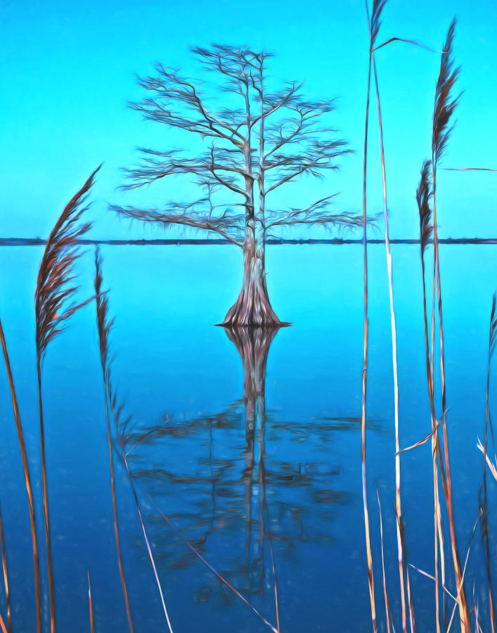 Mattamuskeet Cypress - painted by Don Keisling Mattamuskeet Cypress - painted by Don Keisling