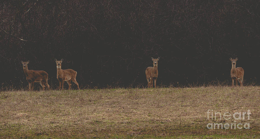 Matte Print of Four Deer Photograph by Cheryl Baxter