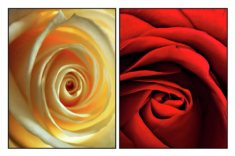 Matters of the Heart - Diptych Photograph by Steve Harrington