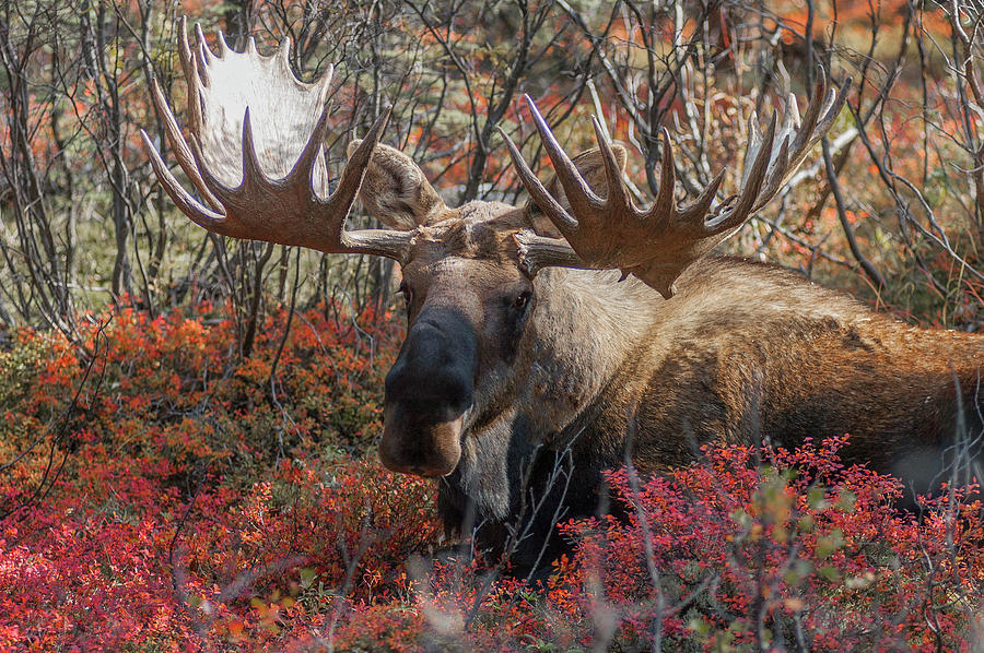 Mature Alaska Yukon Bull Moose Photograph by David Drew