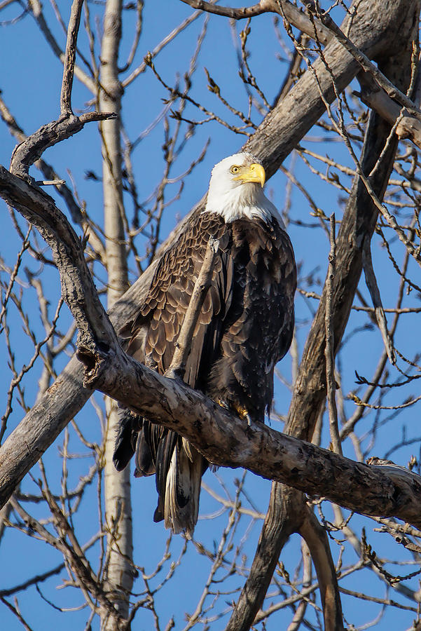 Mature Bald Eagle Photograph by Alan Hutchins