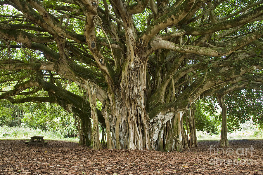 Tree Photograph - Mature Banyan Tree by Inga Spence