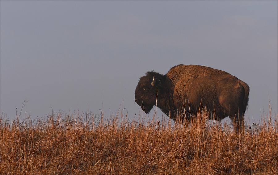 Mature Bison Bull 0703-2 Photograph by David Drew