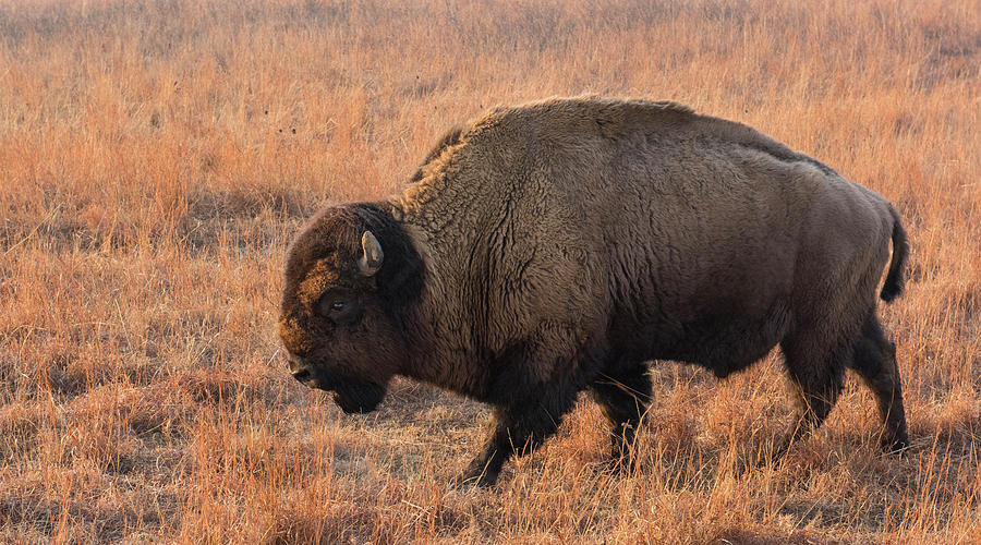 Mature Bison Bull Photograph by David Drew