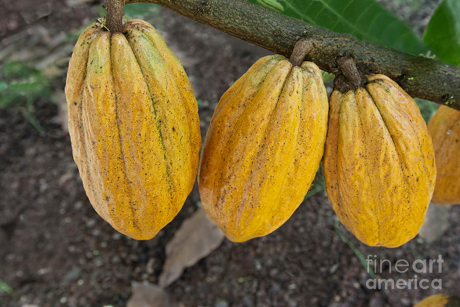 Mature Cacao Pods Photograph by Inga Spence