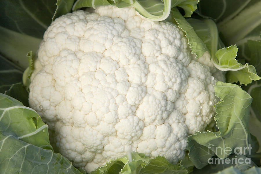 Mature Cauliflower Photograph by Inga Spence