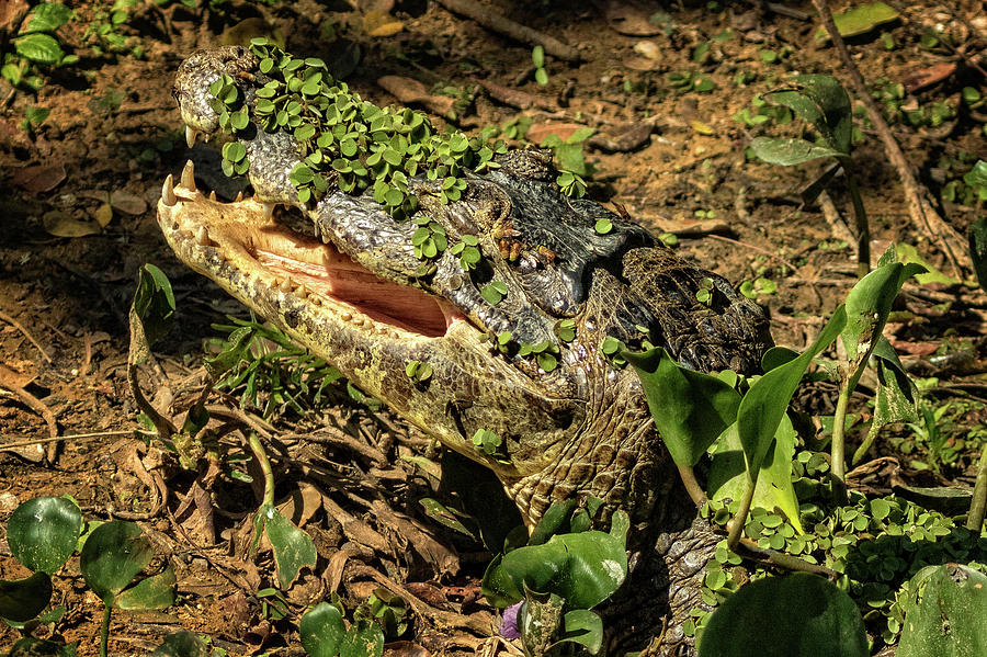 Mature Cayman in the Pantanal Photograph by Steven Upton