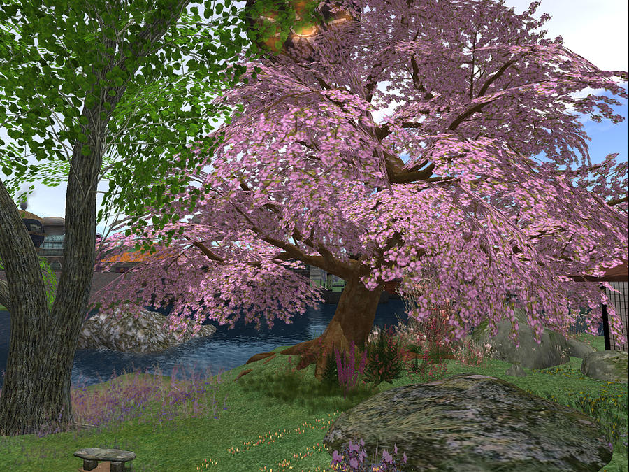 Mature Cherry Blossom  Digital Art by Michael Doyle