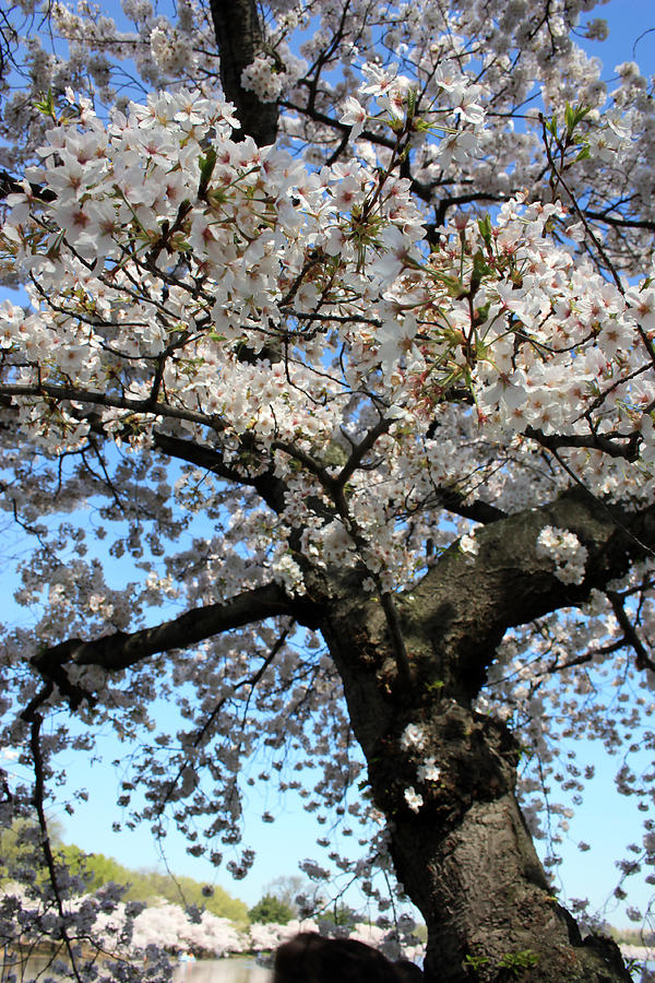 Mature Cherry Tree Photograph by Mary Haber