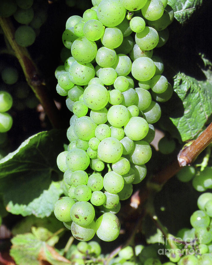 Mature Photograph - Mature cluster of Chardonnay wine grapes on the vine on River Road 1991 by Monterey County Historical Society