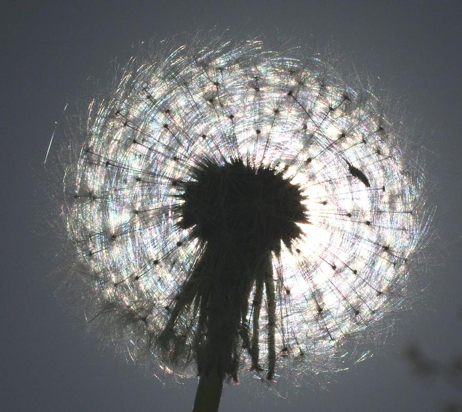 Flower Photograph - Mature Dandelion Blocking the Sun 2 by Matt Cormons