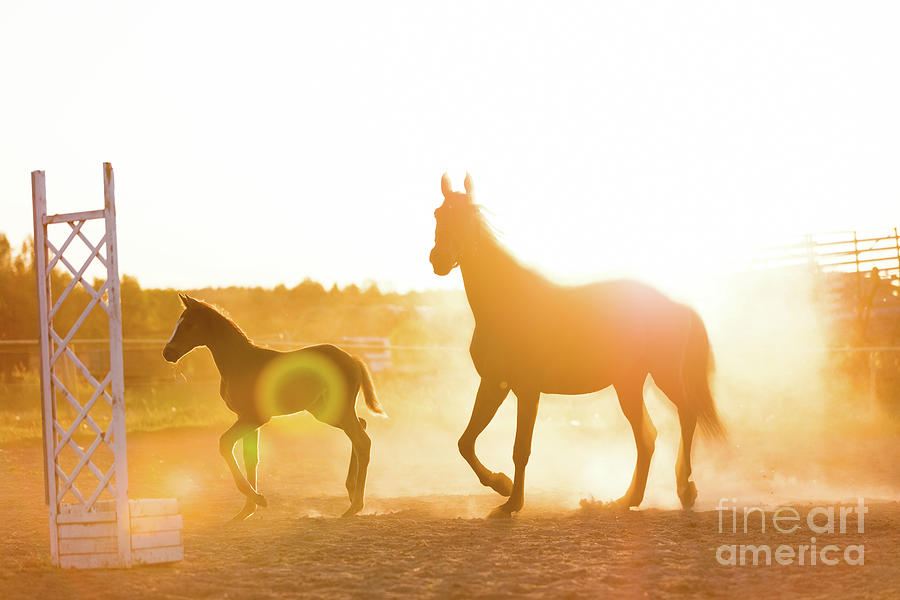 Mature horse and a colt standing on the sand field Photograph by Michal Bednarek