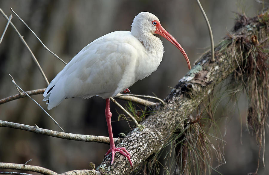 Mature Ibis Photograph by Juergen Roth