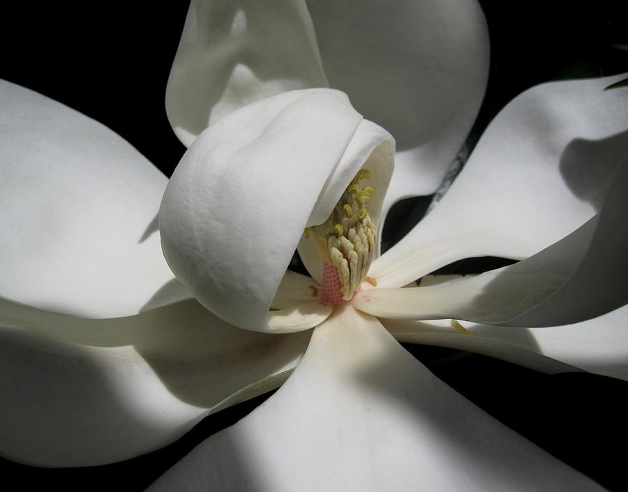 Flower Photograph - Mature Magnolia by Bonita Brandt